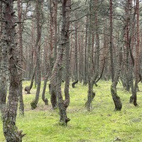 Фото отзыва 2: экскурсия "Куршская коса — уголок нетронутой природы"