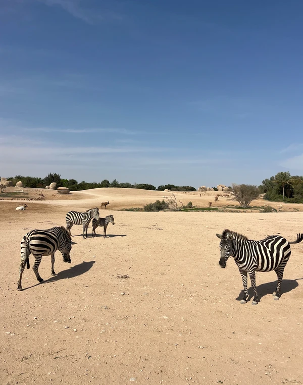 Из Абу-Даби - в Аль-Айн