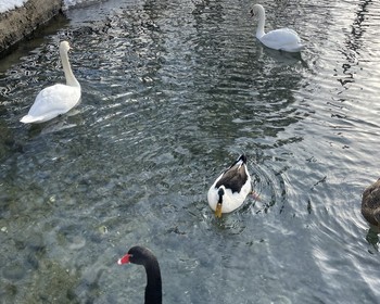 Тебердинский заповедник, озеро Кара-Кёль и река Уллу-Муруджу