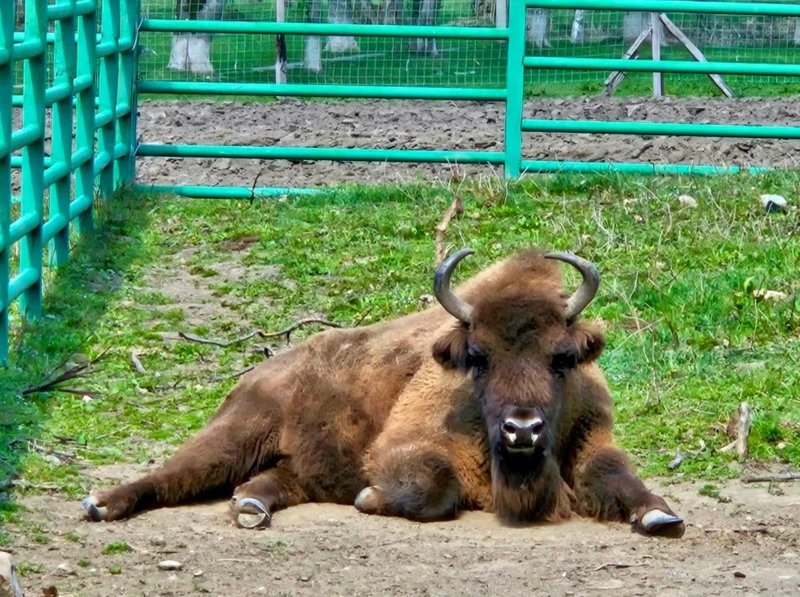 Живописной дорогой в Гузерипль - из Майкопа