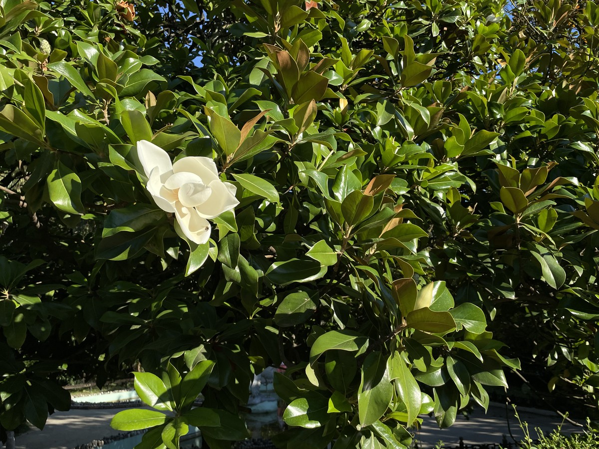 Сочи: от скромного селения до фешенебельного курорта (6/11)