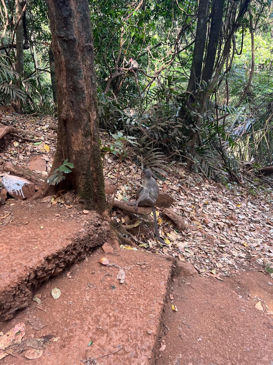 Добрый день! Очень захотелось оставить отзыв по экскурсии Весь Гоа за один день. Плюсы: трансфер из