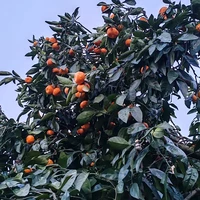 Фото отзыва 1: экскурсия "Из Адлера в восточную Абхазию: Сухум, Черниговка, источник Кындыг и мандариновый сад"