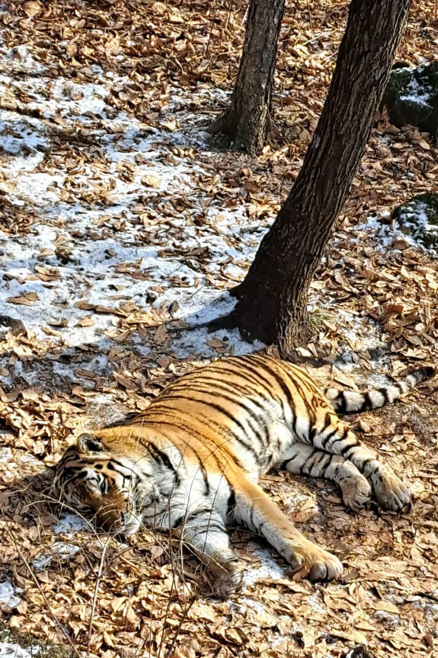 Все отлично! Программа интересная, вполне походит чтобы и город посмотреть и сафари парк и самые интересные места.