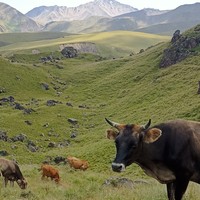 Фото отзыва 6: экскурсия "Джилы-Су за 1 день: незабываемый джип-тур"