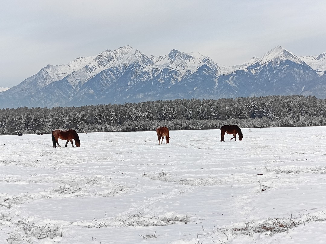 Михаил, наш гид, показал нам множество красивых и удивительных мест: мы налюбовались видами на залив Култук