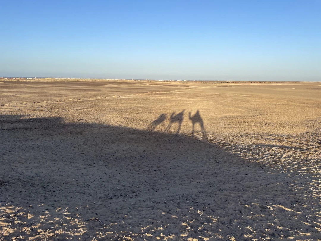 Хотим поблагодарить Ирину за организацию нашей прогулки на верблюдах в пустыню в Хургаде