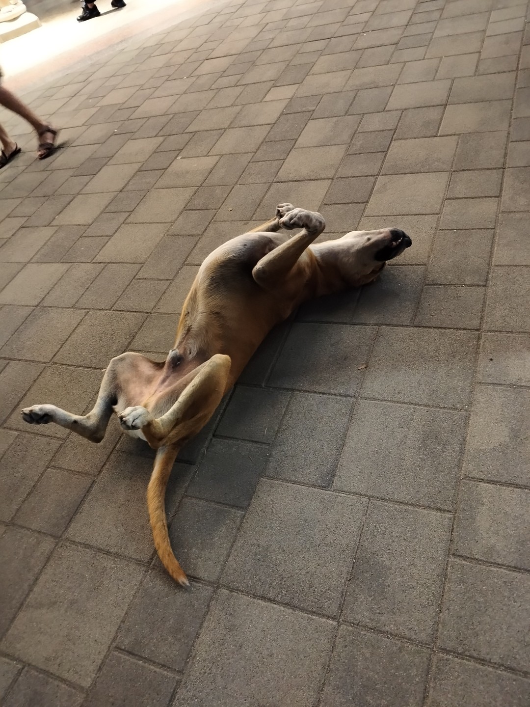 Не особо впечатлила, когда добрались до Приморского парка было уже темно, поэтому разглядеть ничего не смогли.