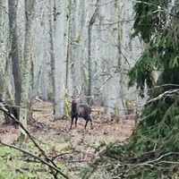 Фото отзыва 2: экскурсия "Три в одном: Куршская коса, Зеленоградск и замок Нессельбек"