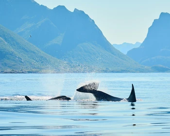 Бухта Врангеля: пешие прогулки, наблюдение за китами