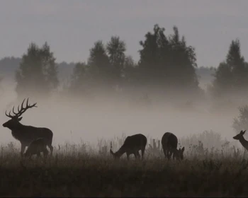 Природа и животные Беловежской пущи