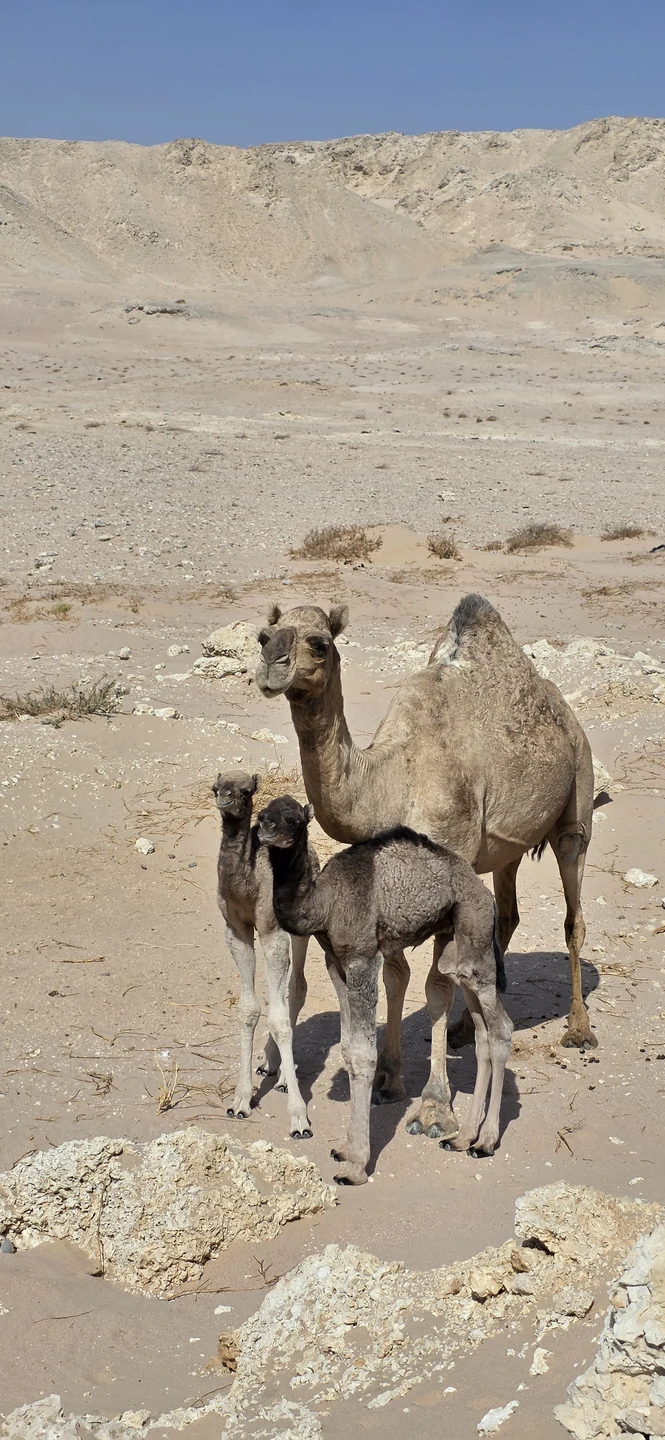 Всем рекомендую, без сомнений, воспользоваться услугами гида Мустафы! Он хорошо говорит на русском и английском языках