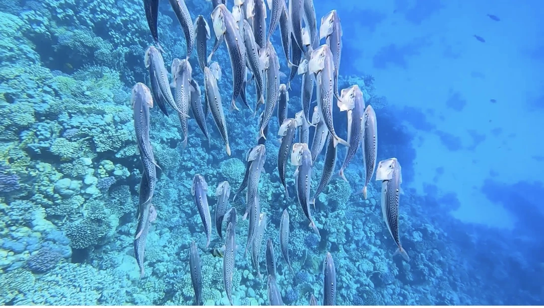 Замечательная поездка - самые позитивные эмоции) На погружение с аквалангом решилась первый раз, поэтому несколько волновалась