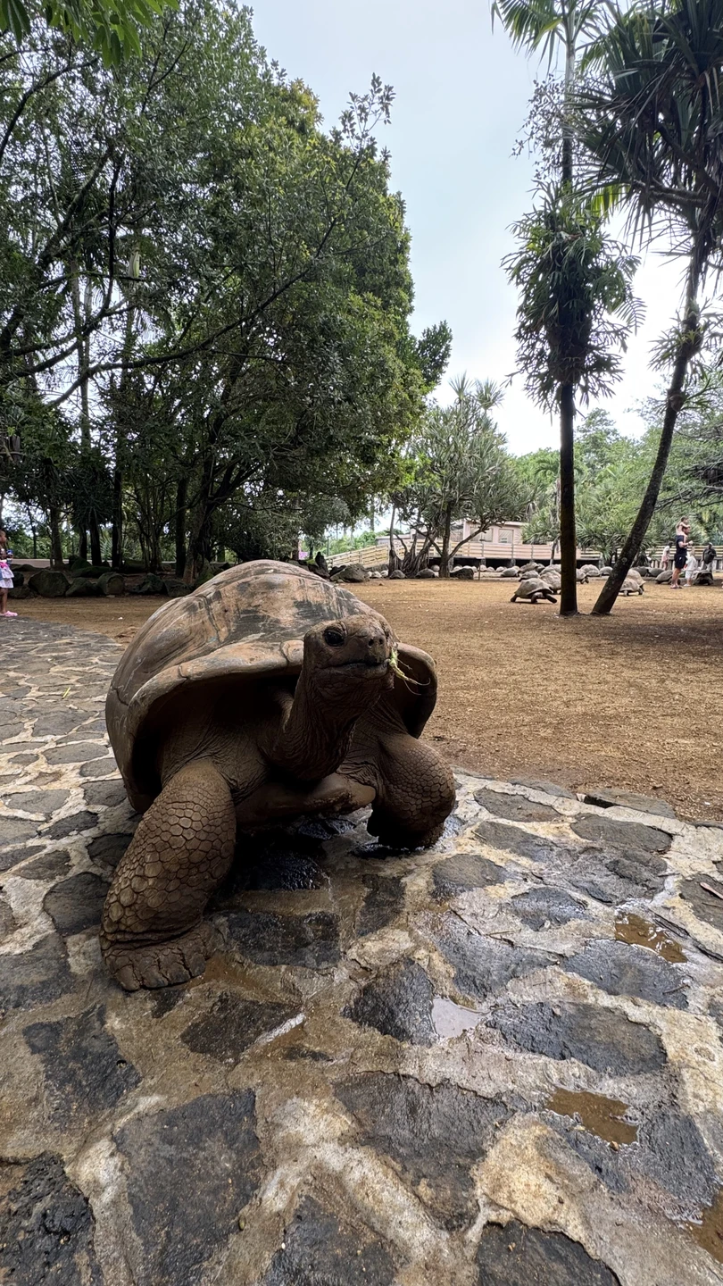 Экскурсия прошла чудесно, поездка в комфортном авто, по самым эксурсионным местам! Нам понравилось! Предложили вкусный ресторан