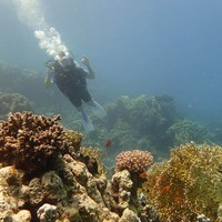 Фото отзыва 1: экскурсия "Индивидуальный дайвинг у берега Красного моря"