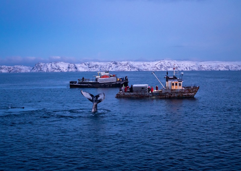 Фотопоездка в Териберку - киты, тундра и северное сияние