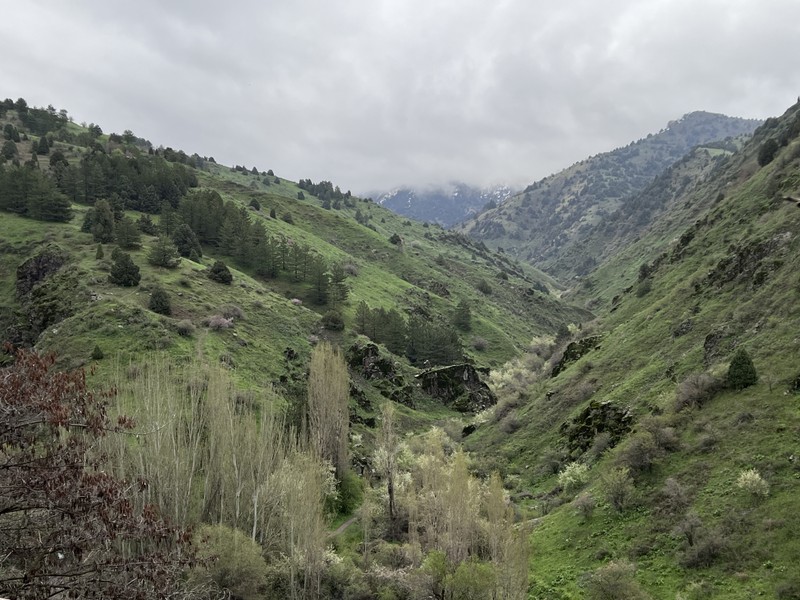 Из Ташкента - в заповедный лес Сукок