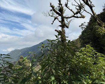 Горная прохлада и чайные плантации плато Камерон