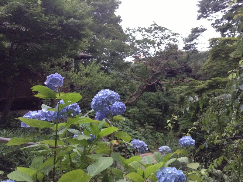 Сад Санкейэн - оазис для эстетов