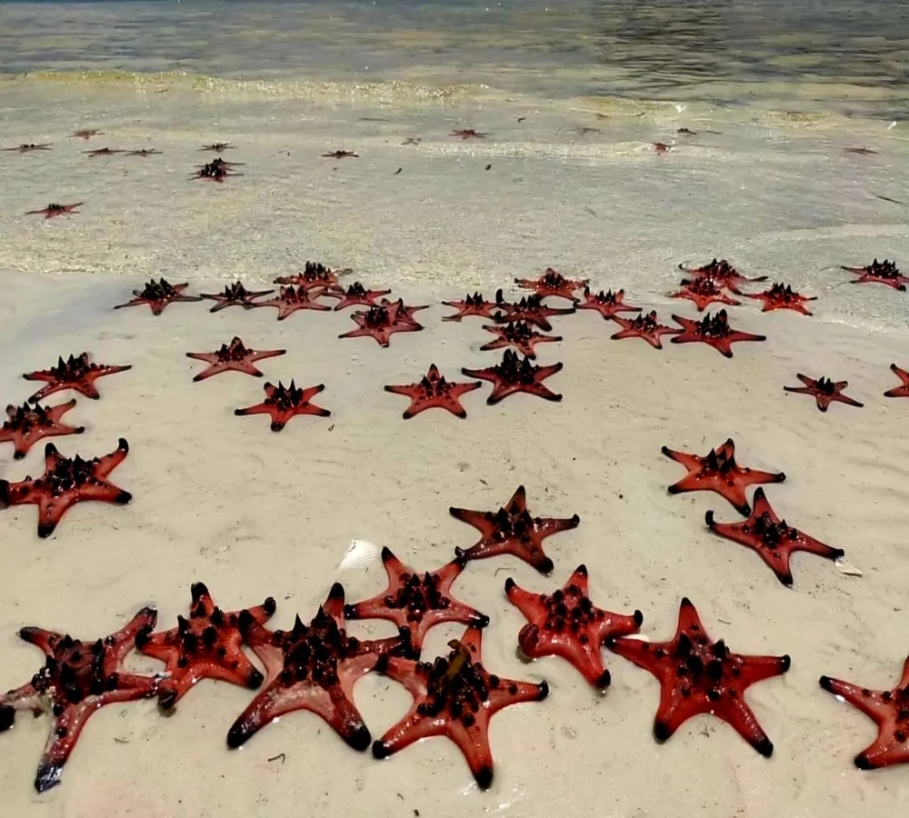 Сафари-парк и Звёздное море Рач Вем — экзотика Фукуока