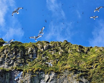 Прибытие на Шикотан, бухта Димитрова