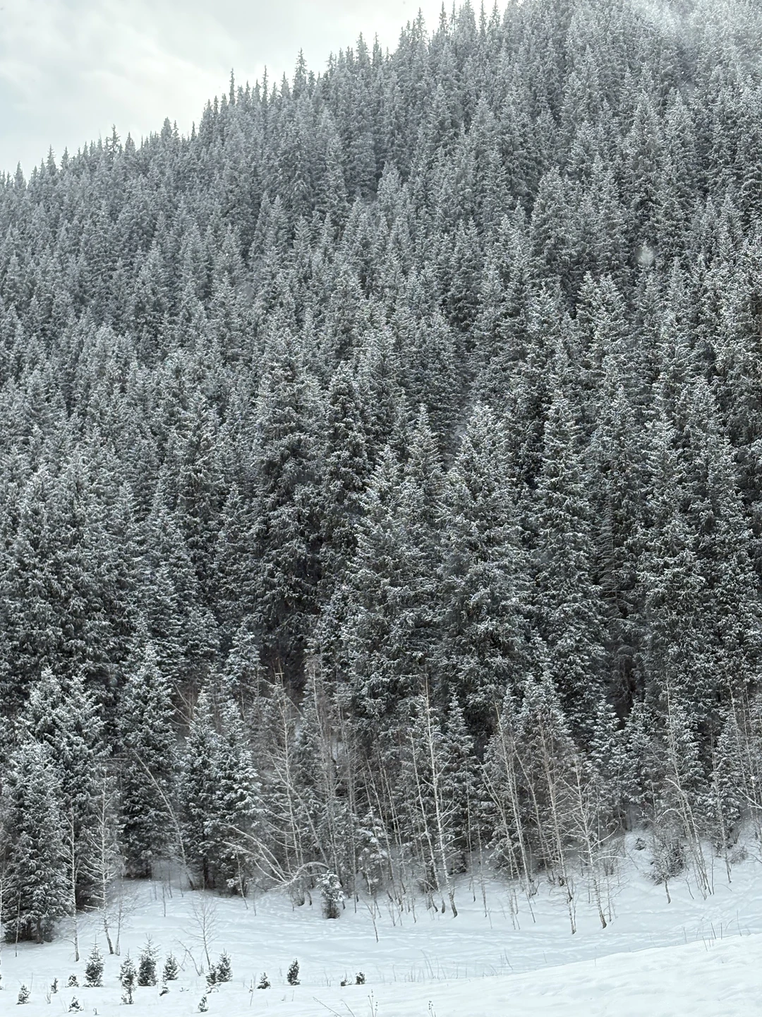 Отличная экскурсия. Огромное спасибо Дмитрию, очень познавательно и интересно. Просто влюбилась в Казахстан. Места настолько живописные