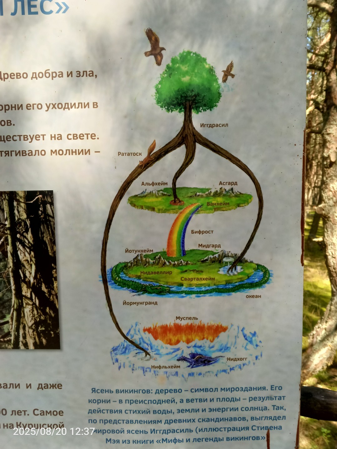 Куршская коса, орнитологическая станция и Танцующий лес (из Зеленоградска) (Ольга)