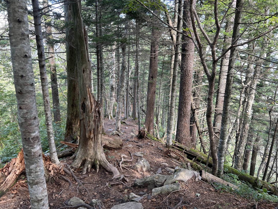 Алексей отличный гид, маршрут великолепный. Все очень понравилось
