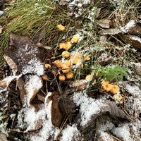 Фото отзыва 2: экскурсия "Урочище Чертов стул и финский суп"