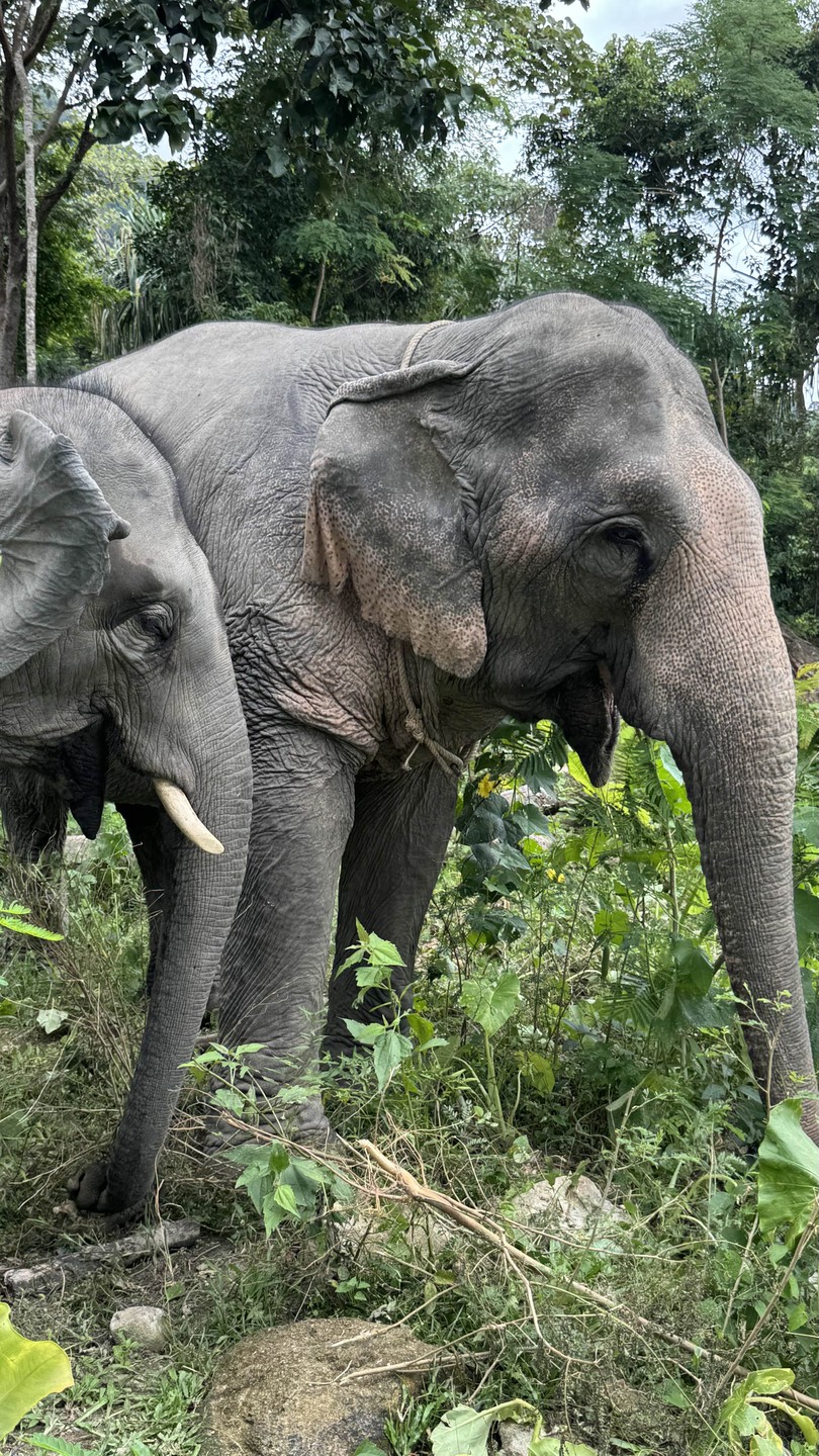 Всем советую этот питомник! Отличное отношение к слонам