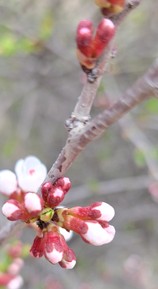 Фото отзыва 2: экскурсия "Путешествие в глубь веков: тайны Гобустана и Апшерона."