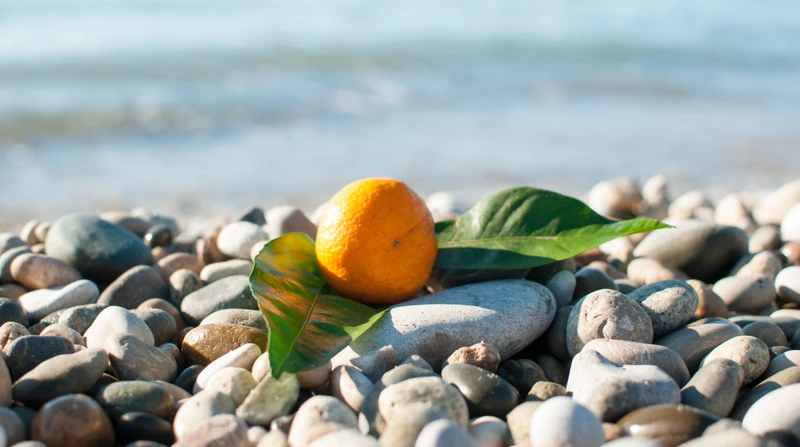 Фото отзыва 1: авторский тур "Дары Абхазии: от озера Рица до мандариновых плантаций"