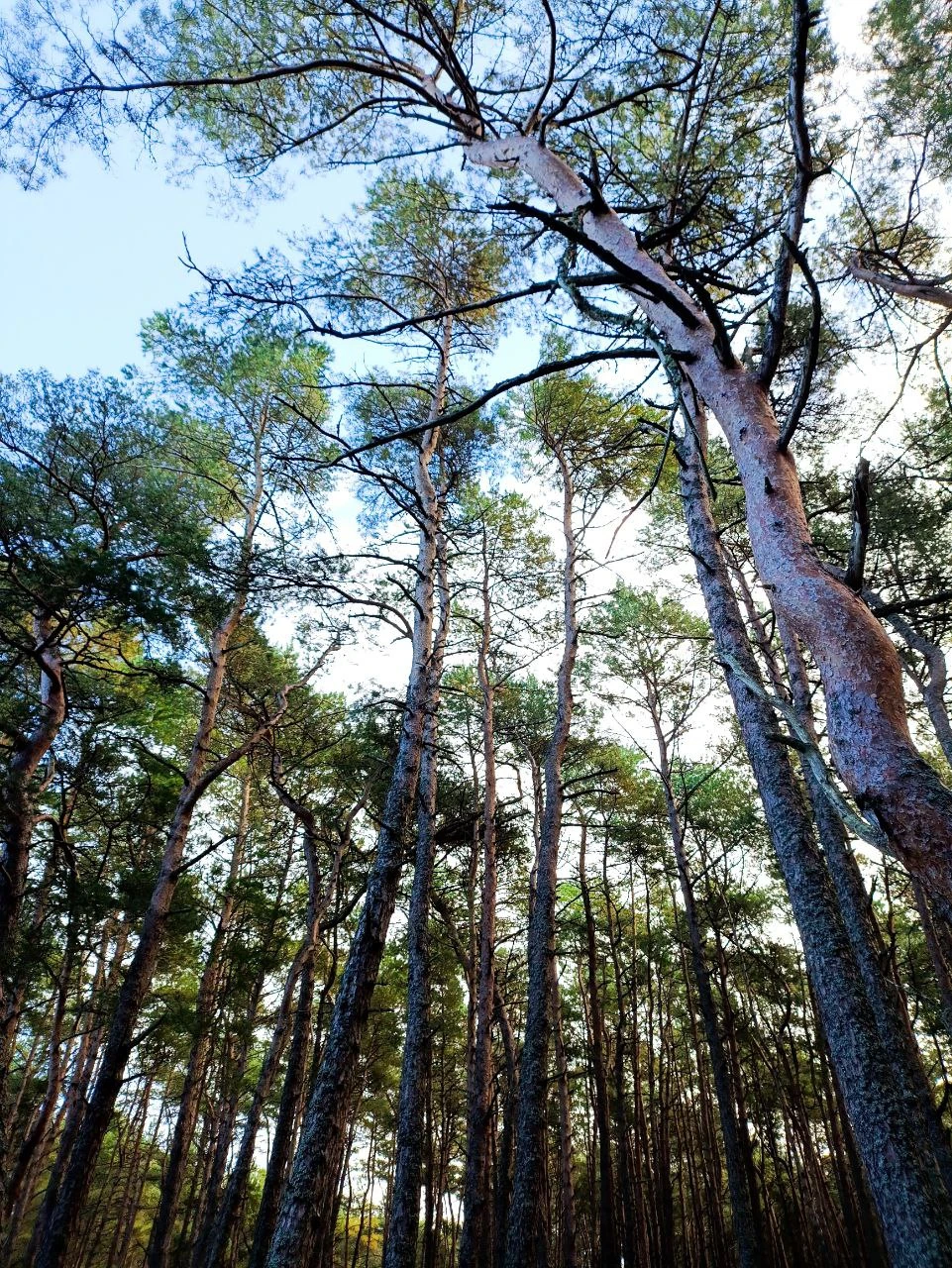 Куршская коса из Зеленоградска (Надежда)