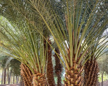 Тайны древней Хегры и традиции пустыни