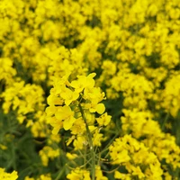 Фото отзыва 1: экскурсия "Трансфер из Минска в Гродно с заездом в Лидский замок и Мурованку"