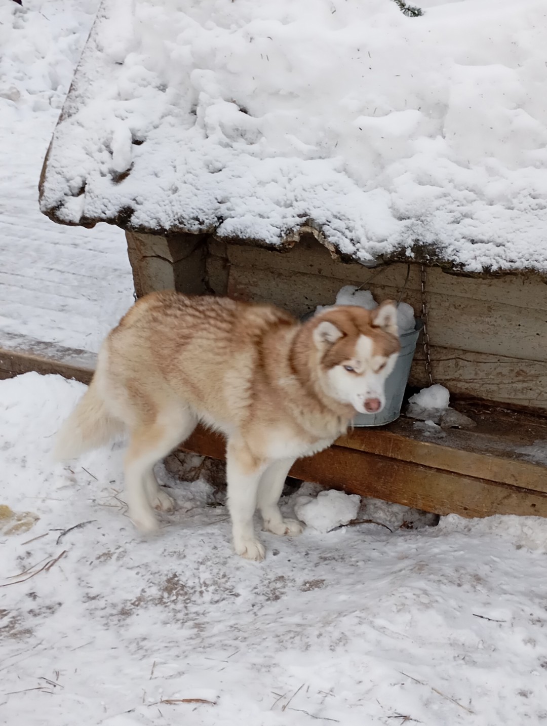 Путешествие к хаски и северным оленям - из Петрозаводска (Анастасия)
