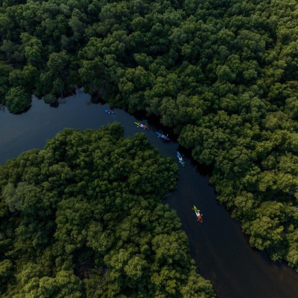 Каякинг по мангровому заповеднику - фламинго и дикая природа Аджмана