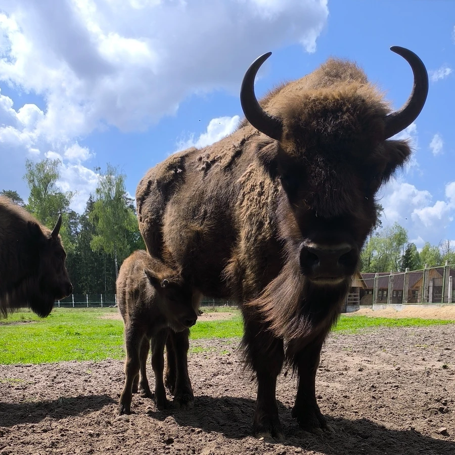 Лайт-путешествие в Беловежскую пущу — из Бреста