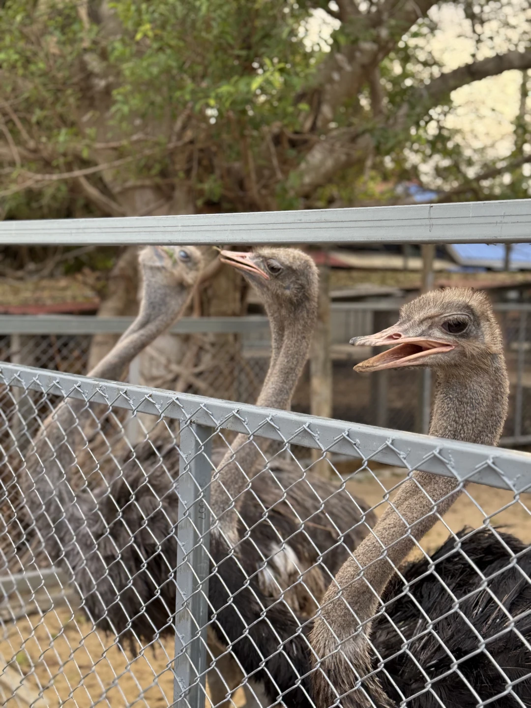 Роза, очень комфортно и организовано показала пригород Бангкока, посетили многие храмы, были лодки, поезда, день пролетел быстро🙏🙏🙏