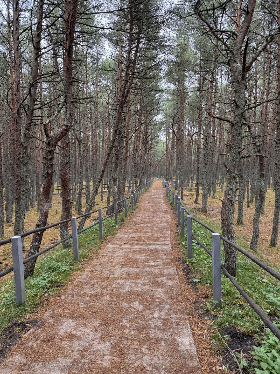 Куршская коса - царство моря, дюн и птичьих голосов (Борис)