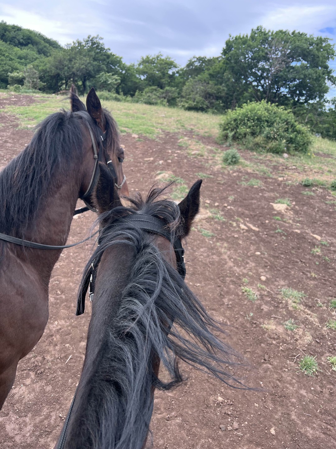 Была впервые на конной прогулке и осталась в восторге! 🐎⛰️ Прекрасные виды на город, удивительная природа
