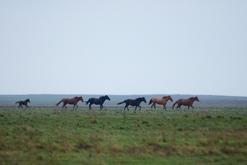 Цветущие степи Калмыкии: тур с выездом из Волгограда