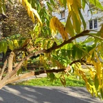 Аватар путешественника