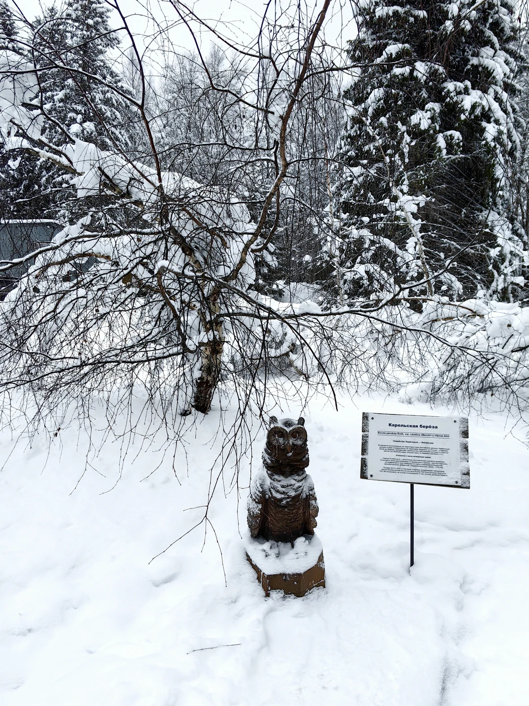 Путешествовали с гидом-водителем Михаилом. Насладились красотами зимней сказочной Карелии. От гида получили максимум внимания, а от