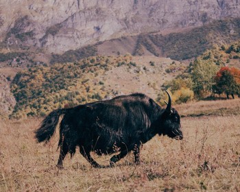 Домбай: Тебердинский заповедник, канатная дорога и закат в горах