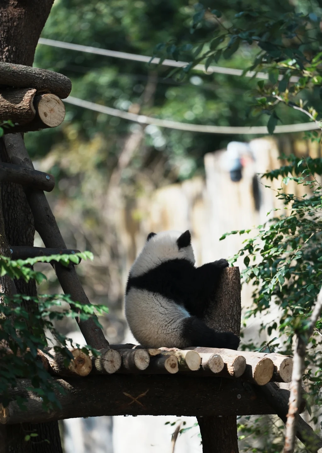 У нас была идеальная программа во время пересадки в Чэнду! У нас было всего около 10