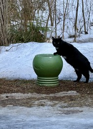 Фото отзыва 4: экскурсия "«Пенаты» Репина — дача, где угощали печеньем из подорожника"