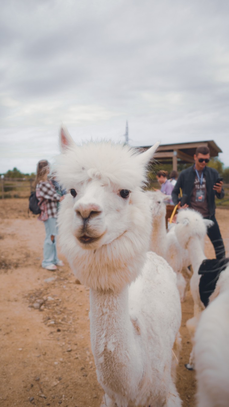 На ферму альпак — из Владивостока (4/16)