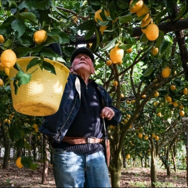 Лимонный рай возле Везувия: мастер-класс от шеф-повара