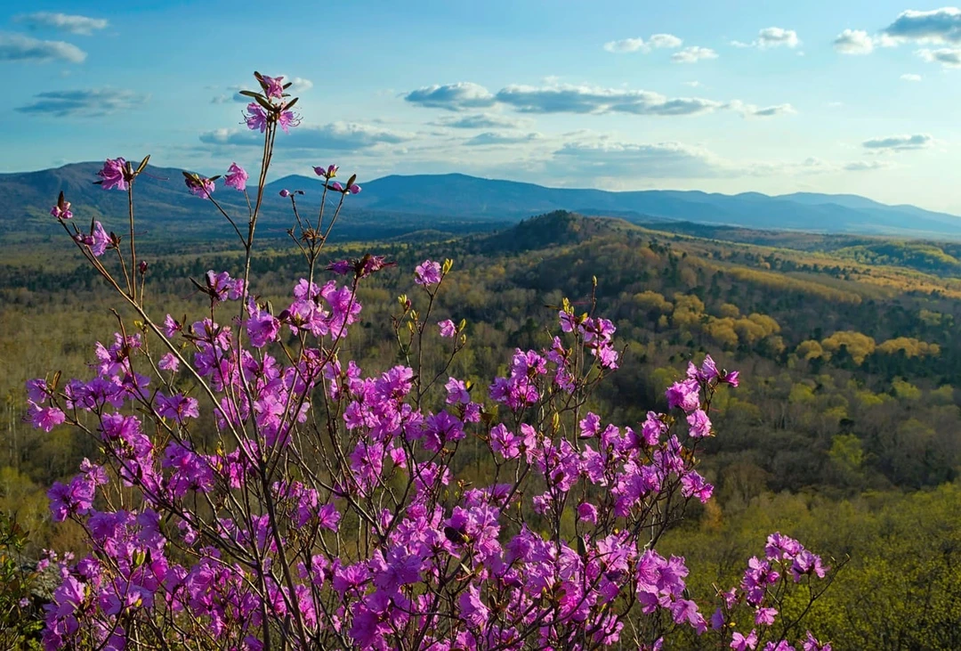 Рододендрон в&nbsp;Большехехцирском заповеднике